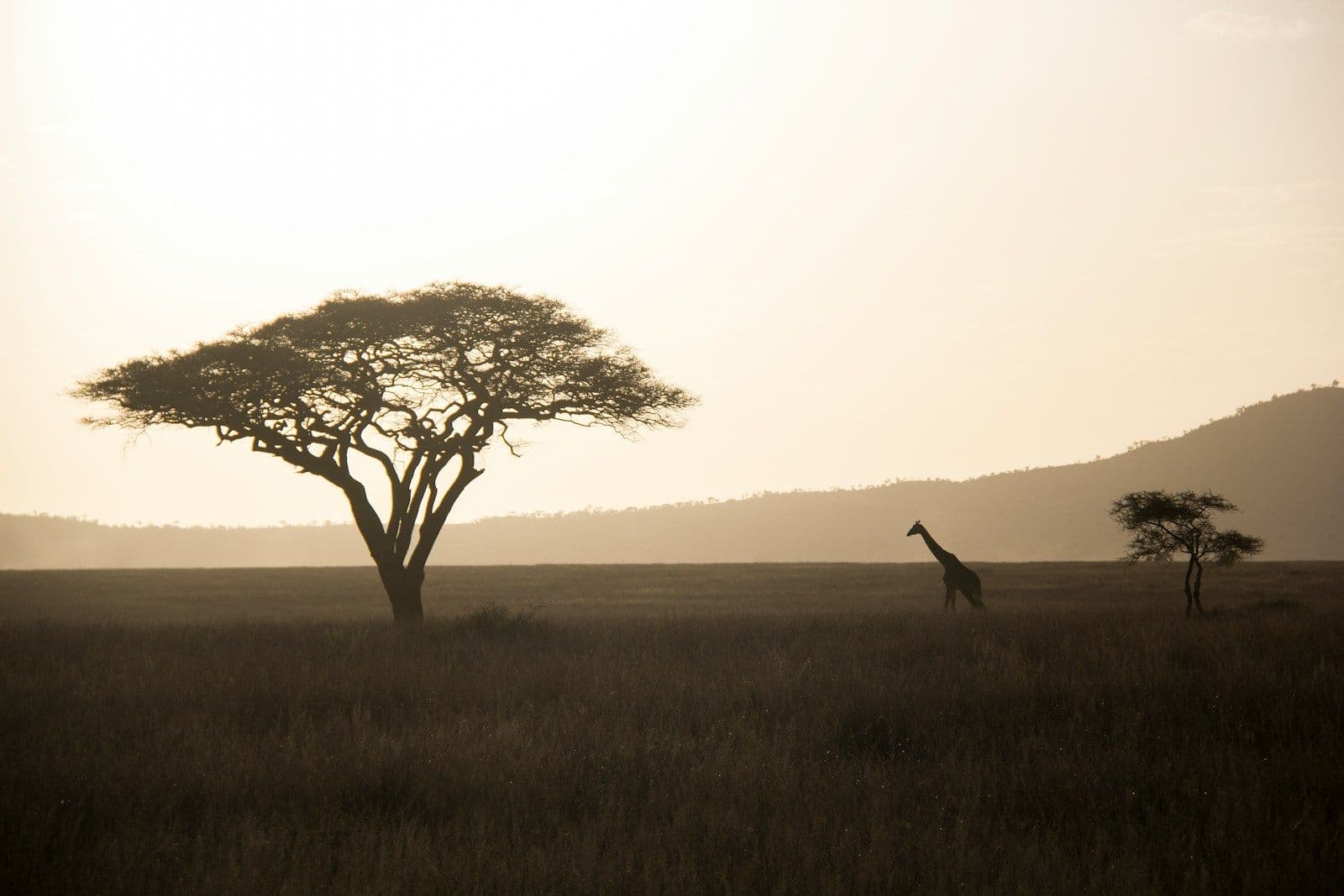 Schirmakazie und Giraffe in der Serengeti im goldenen Abendlicht